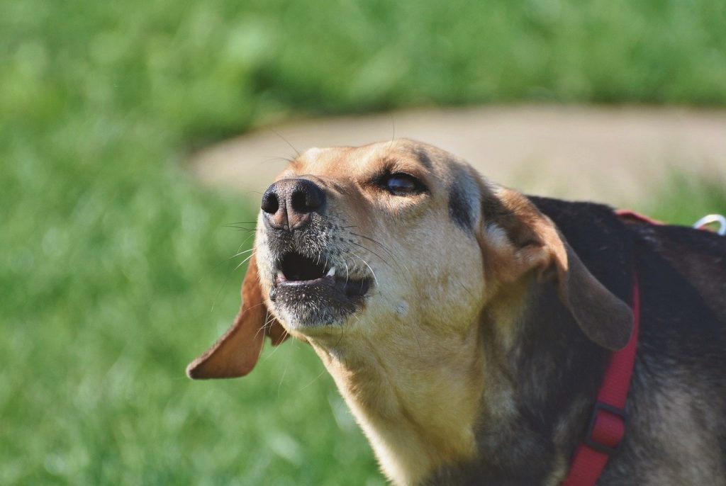 How to train your dog to best sale stop barking at strangers